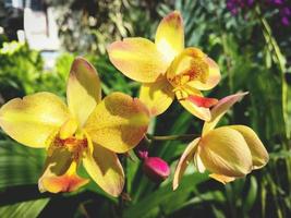 gelbe orchideenblumennatur, die in der tropischen hose des gartens blüht foto