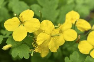 gelbe Blumen auf grünem Hintergrund. schöne gelbe Schöllkrautblüten. Makrofoto. Chelidonium. foto