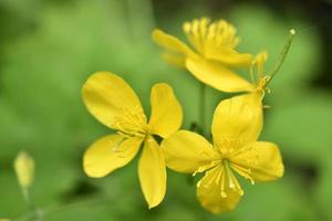 gelbe Blumen auf grünem Hintergrund. schöne gelbe Schöllkrautblüten. Makrofoto. Chelidonium. foto