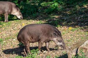 Blick auf einen südamerikanischen Tapir tapirus terrestris foto