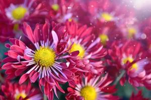 rosafarbene Chrysanthemenblüten mit gelber Mitte in den Strahlen der Sonne. Blumenhintergrund foto