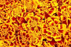 Heller Herbsthintergrund aus orange-gelben Ringelblumen. farbiges Herbstmuster. Tagetes foto