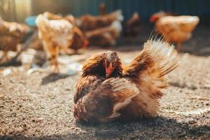 rotes Huhn im Fahrerlager auf der Farm foto