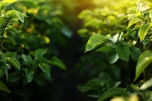 Grünes Kartoffelfeld. Kartoffelpflanzen wachsen im Sommer. Landwirtschaft Ernte Kartoffelfeld Pflanzen wachsen. Erde. foto