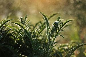 Gießen Sie die Blumen im Garten im Sommer im Licht grün. Regen Frühlingstag. Pflege von Blumen in einem Blumenbeet. sonnenstrahl in der sommernatur. Ökologie Umwelt. foto