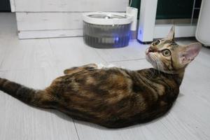Schöne weiche Katze, die sich auf Hartholzboden gegen gepunktete Vintage-Tapete entspannt. braunes kleines kätzchen liegt auf dem boden. foto