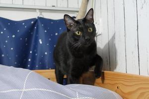 zahlende junge schwarze katze zu hause. schwarze Katze mit gelben Augen. Kätzchen spielt auf dem Bett. foto
