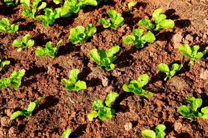 bodengemüsegarten, senfgrün salatgemüsegarten mit senfgrün blatt frisches gemüsepflanzen auf dem boden, im hinterhofgarten umweltfreundliche gartenarbeit naturgemüsebauernhof foto