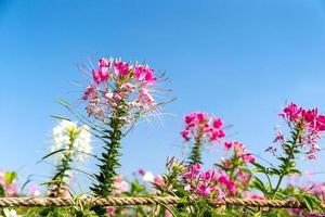 rosa und weißer spinnenblumenagent blauer himmel foto