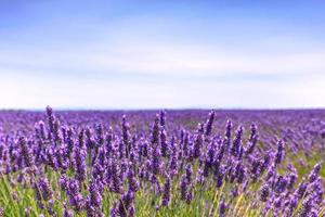 Lavendelblume blühende Felder Horizont. Valensole Provence, fra foto