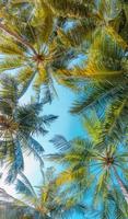tropische Bäume Hintergrundkonzept. Kokospalmen und friedlicher blauer Himmel. exotischer sommernaturhintergrund, grüne blätter, naturlandschaft. sommer tropische insel, feiertag oder urlaubsmuster foto