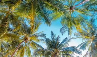 tropische Bäume Hintergrundkonzept. Kokospalmen und friedlicher blauer Himmel. exotischer sommernaturhintergrund, grüne blätter, naturlandschaft. sommer tropische insel, feiertag oder urlaubsmuster foto