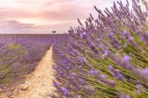 Lavendelbüsche Nahaufnahme auf Abendlicht. lila Blüten von Lavendel. Provence-Region in Frankreich. Lavendelbüsche Nahaufnahme Sonnenuntergang. Lila Lavendelbüsche im Garten. nahaufnahme sommernatur foto