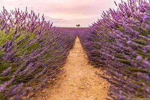 Lavendelbüsche Nahaufnahme auf Abendlicht. lila Blüten von Lavendel. Provence-Region in Frankreich. Lavendelbüsche Nahaufnahme Sonnenuntergang. Lila Lavendelbüsche im Garten. nahaufnahme sommernatur foto