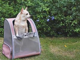 brauner Chihuahua-Hund mit kurzen Haaren, der im Rucksack mit geöffneten Fenstern im Freien im Garten steht und wegschaut. foto