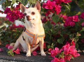 Fröhlicher und gesunder brauner Chihuahua-Hund, der mit rosafarbenen Bougainvillea-Blumen mit morgendlichem Sonnenlicht sitzt. foto