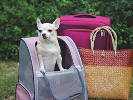 brauner Chihuahua-Hund mit kurzen Haaren, der in einem Haustiertragerucksack auf grünem Gras mit Reisezubehör, rosafarbenem Gepäck und gewebter Tasche steht. foto