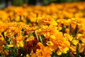 Nahaufnahme des orange Ringelblumenbuschs mit unscharfem Hintergrund. foto