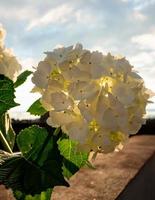 Hortensienblüten draußen foto