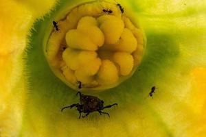 Ameisen greifen Käfer in der Zucchiniblüte an foto