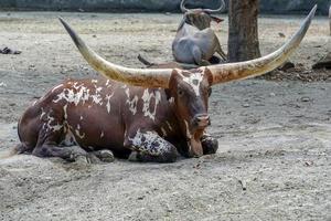 Watusi Rind Big Horn afrikanisches Säugetier foto