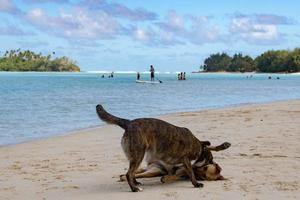 Hunde kämpfen am tropischen polynesischen Strand foto