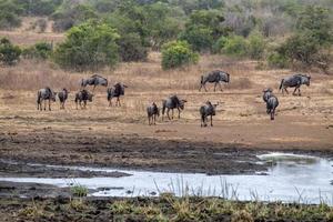gnu im kruger park südafrika trinkkapsel foto