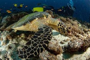 Taucher und grüne Meeresschildkröte porträtieren sich hautnah, während sie dich ansehen foto