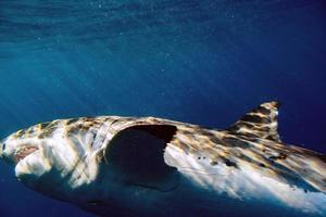 Weißer Hai bereit, unter Wasser anzugreifen foto