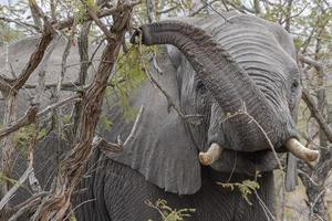 Elefant beim Essen von Marula-Baumfrüchten im Kruger Park Südafrika foto