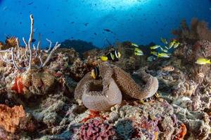 bunte unterwasserlandschaft mit anemonen-clownfischen auf tiefblauem ozean foto