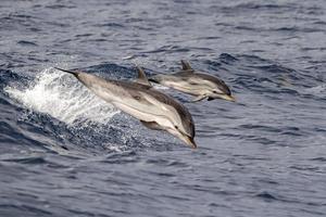 Baby neugeborener Delphin beim Springen außerhalb des Meeres mit Mutter foto