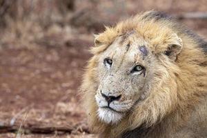 männlicher Löwe im Krüger Park Südafrika foto