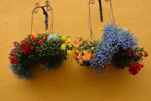 verschiedene blumen in hängenden körben an einer gelben wand foto