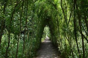 Tunnel aus grünen Weiden über der schmalen Straße foto