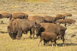 Büffelbison im Lamar Valley Yellowstone foto