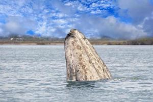 die nase der grauwalmutter steigt in den pazifischen ozean auf foto