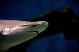 graue Haifischbacken bereit, Unterwasser-Nahaufnahmeporträt anzugreifen foto