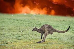 Känguru auf der Flucht vor Buschfeuer in Australien foto