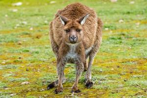 Känguru, der Sie auf dem Grashintergrund ansieht foto