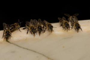 Bienen beim Trinkwasser foto