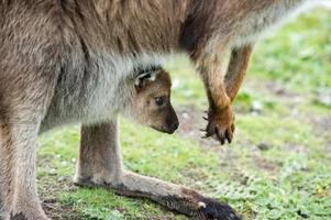 Känguru-Mutter und Sohn-Porträt foto