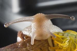 isolierte Schnecke Nahaufnahme Porträt auf violettem Hintergrund foto