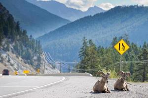 Big Horn in der Nähe von Highway-Porträt foto