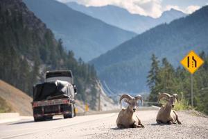 Big Horn in der Nähe von Highway-Porträt foto