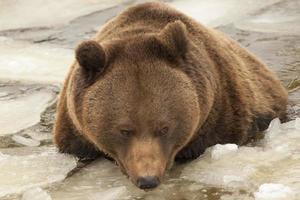 isolierter schwarzer bär brauner grizzly, der im eiswasser spielt foto