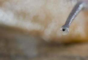 Schneckenauge Makro unglaubliche Nahaufnahme Detail foto