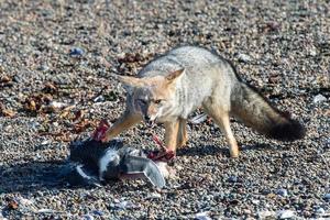 grauer Fuchs, der einen Pinguin am Strand isst foto