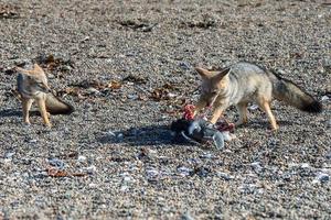 grauer Fuchs, der einen Pinguin am Strand isst foto