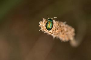 grüner metallischer Beatle auf braunem Hintergrund foto